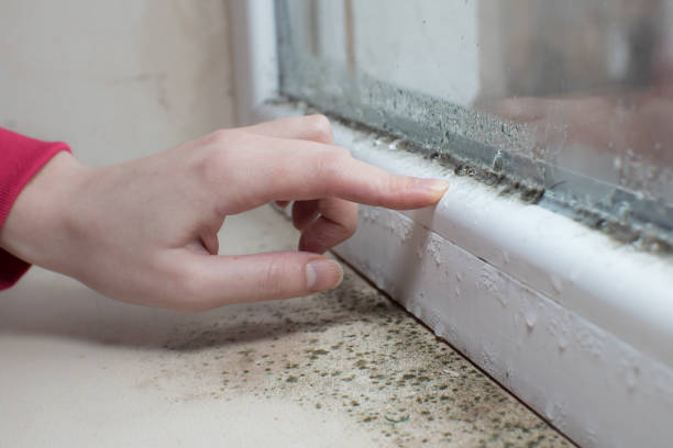 Southfield, MI Mold Removal Company