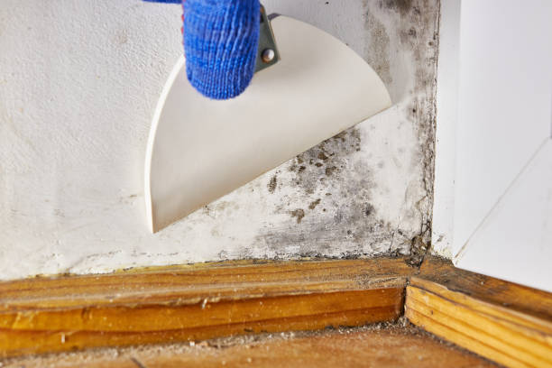 Best Comprehensive Air Testing for Mold Contaminants  in Southfield, MI