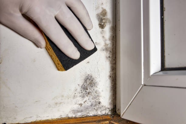 Best Commercial Mold Inspection  in Southfield, MI